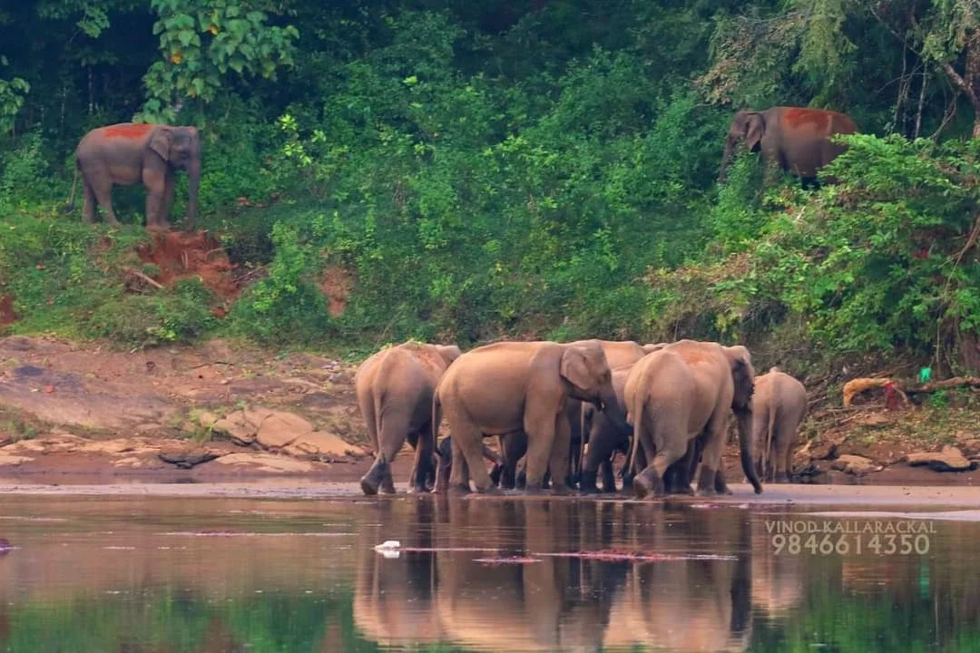 Munkudil Ayurveda and Yoga Retreat