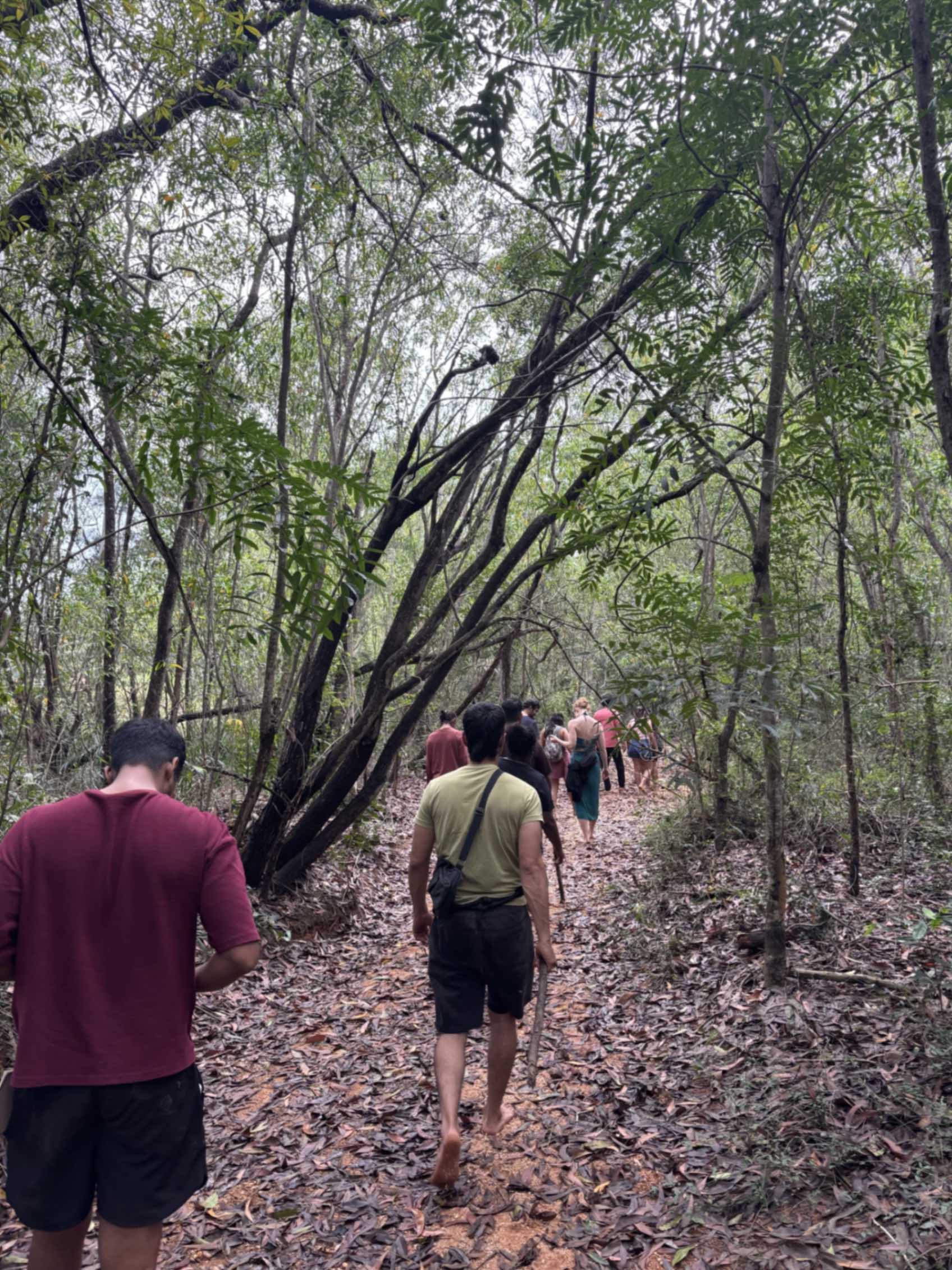 Forest Living Residency near Auroville for Reconnection & Reset